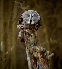 Great grey owl, Strix nebulosa in forest