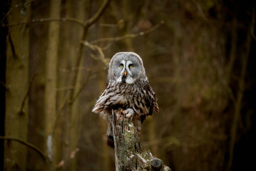 Great grey owl, Strix nebulosa, sitting on a tree stump