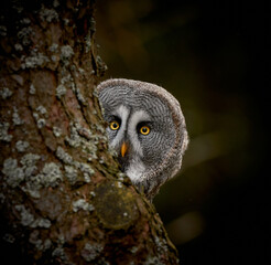 Obraz premium Portrait of Great grey owl, Strix nebulosa, hidden behind tree trunk