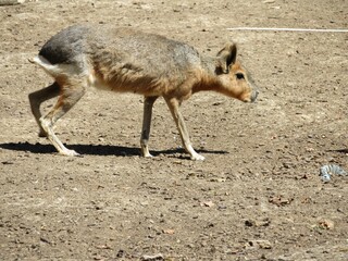 capibara