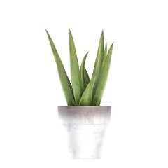 decorative flower in a pot isolated on white background, 3D illustration, cg render
