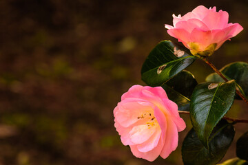 早春の花　つばき