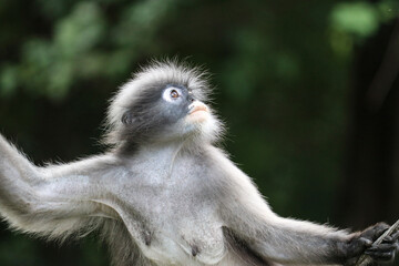 Cute female dusky leaf monkey (Trachypithecus obscurus) looks up hopefully.