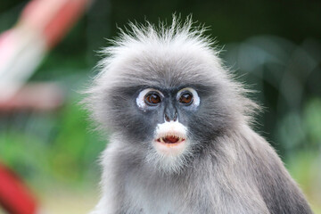 Surprised cute shaggy dusky leaf monkey (Trachypithecus obscurus) close up.