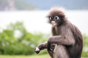 Shaggy cute young dusky leaf monkey (Trachypithecus obscurus) took out boiled rice from the dustbin and eats it.