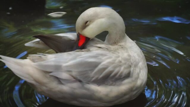 Close up shot of Silver Caroline Duck is swimming on the surface of the water - Aix sponsa