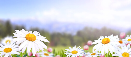 Wild flowers of chamomile in a meadow on sunny nature spring background. Summer scene with camomile...