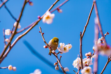 梅の花とメジロ