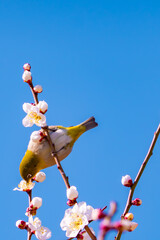 梅の花とメジロ