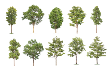 isolated big tree on White Background. The collection of trees. tropical trees isolated used for design, advertising and architecture