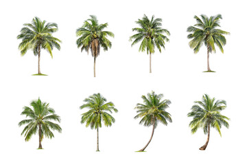 Coconut tree on White Background. The collection of green palm tree . tropical trees isolated used for design, advertising and architecture. - obrazy, fototapety, plakaty