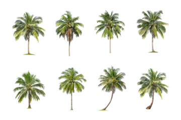 Coconut tree on White Background. The collection of green palm tree . tropical trees isolated used for design, advertising and architecture.