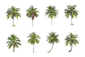 Poster Coconut tree on White Background. The collection of green palm tree . tropical trees isolated used for design, advertising and architecture. © Gan
