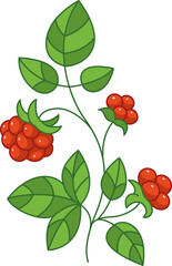 Raspberry Branch Cartoon Illustration