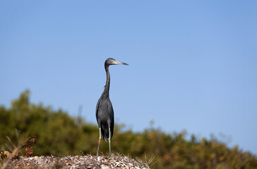Black Heron hunts on the coast of the Atlantic ocean in Cuba