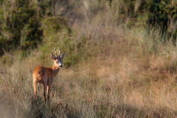 Roebuck (Capreolus capreolus) in the dunes on Juist, East Frisian Islands, Germany.