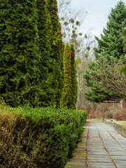 Walking alley of concrete slabs along bushes and thuja trees