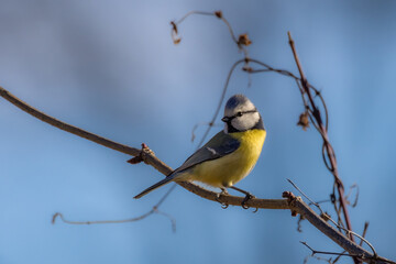 Blaumeise