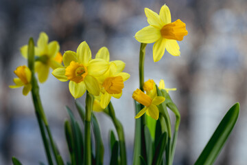 Beautiful Spring banner with fresh yellow daffodil flowers grow in pot on windowsill