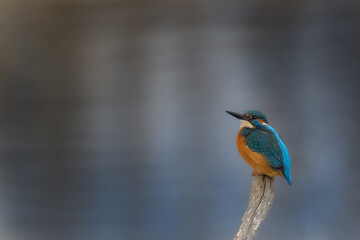 Eisvogel