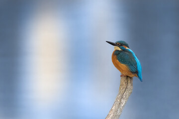 Eisvogel