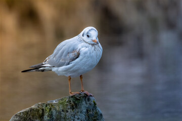 Lachmöwe
