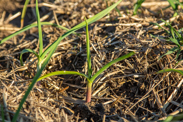 Organic Gardening concept. Young garlic grows in the garden. Close up view of young strong garden plants or seedlings and the ground.