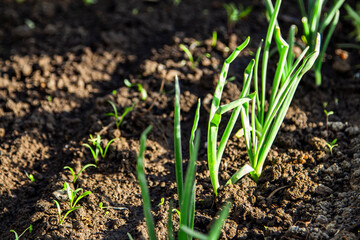 plantation of rows of onions  the garden in early spring after planting.