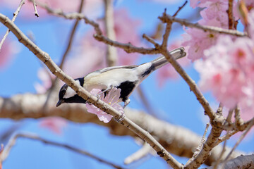 風景素材　春陽に映える初御代桜と四十雀