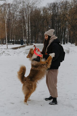 Active energetic playful young Australian Shepherd Red Merle with owner having fun outside. Young...