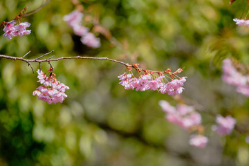 風景素材　春陽に映える綺麗な初御代桜