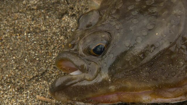 Platichthys is a genus of flatfish native to the North Pacific and North Atlantic oceans.
