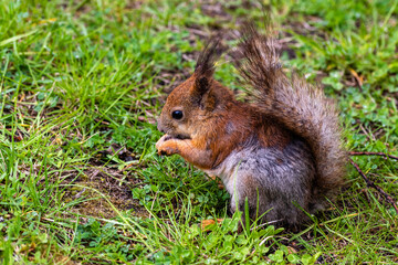 Naklejka na ściany i meble Squirrel in the spring in the city park. The squirrel molts. Squirrel in the process of molting the change of winter gray fur to red summer fur.