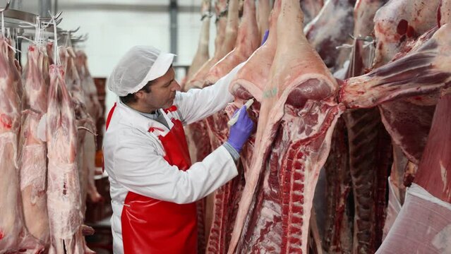 Focused skilled butcher shop worker checking raw meat in cold storage room, measuring temperature of dressed pork carcasses hanging on hook frame. High quality 4k footage