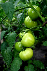 Tomato plants in greenhouse Green tomatoes plantation. Organic farming, young tomato plants growth in greenhouse.