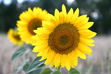 Obraz premium Sunflower flower close-up on the field. Spring-summer concept.