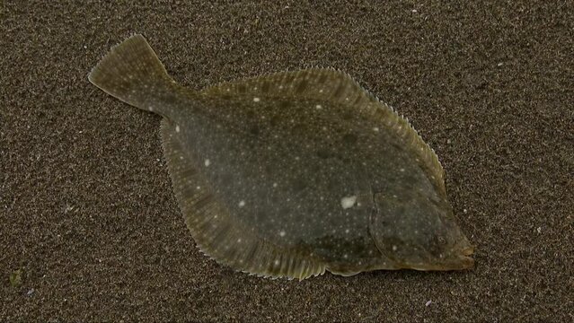 The stone flounder (Kareius bicoloratus) is a flatfish of the family Pleuronectidae.