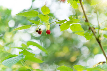 branch of ripe raspberries in the garden on a green background. Early, early maturing variety	