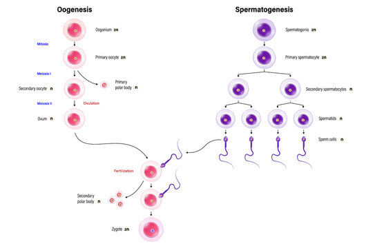 Oogenesis and Spermatogenesis. Stages in Gametogenesis. Human reproductive system.