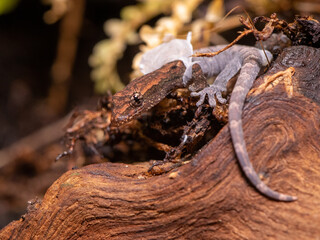 macro close up of mourning gecko shedding 