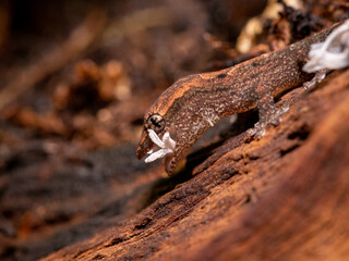 macro close up of mourning gecko shedding 