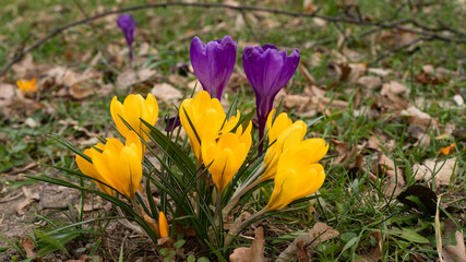 Crocuses in spring, among dead, dry leaves - yellow and purple flowers