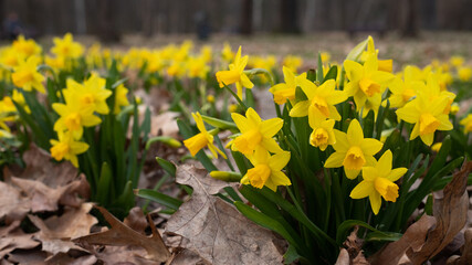 Daffodils in the park - yellow flowers among dead leaves in spring