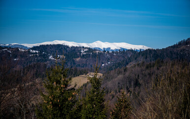 Early spring in mountains. Snowy peak and coniferous forest