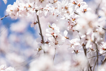 The mountain peach blossoms in full bloom