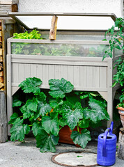 cukinia w ogrodzie i drewniany inspekt, zucchini in the garden  © kateej