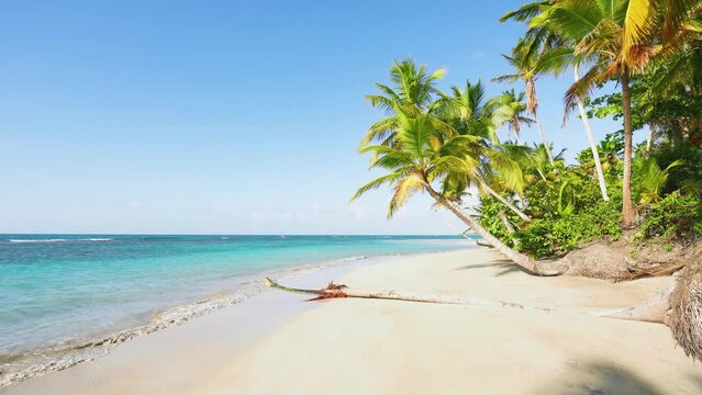 Exotic Hawaiian beach with tall palm trees on white sand. Concept of summer vacation and vacation for tourism. Inspirational tropical landscape. Calm relaxing beach, tropical landscaping.