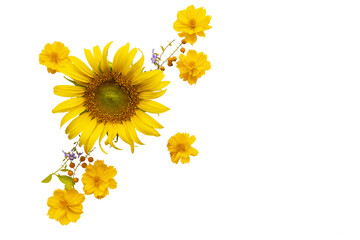 yellow flowers sunflowers, cosmos arrangement flat lay postcard style 