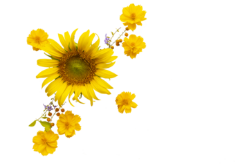 yellow flowers sunflowers, cosmos arrangement flat lay postcard style 