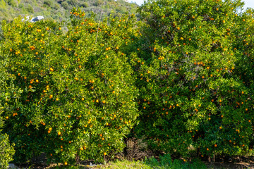 Fototapeta na wymiar Fresh, ripe organic orange hanging on an orange tree full of with fruits in Antaly, Turkey 